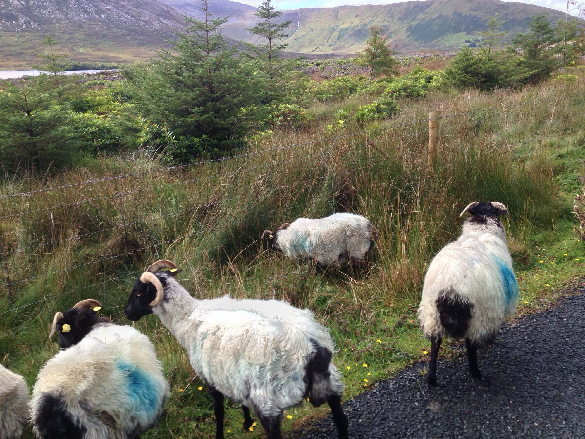 IRE_Landscape_Sheep 2 IRE_Landscape_Sheep 2