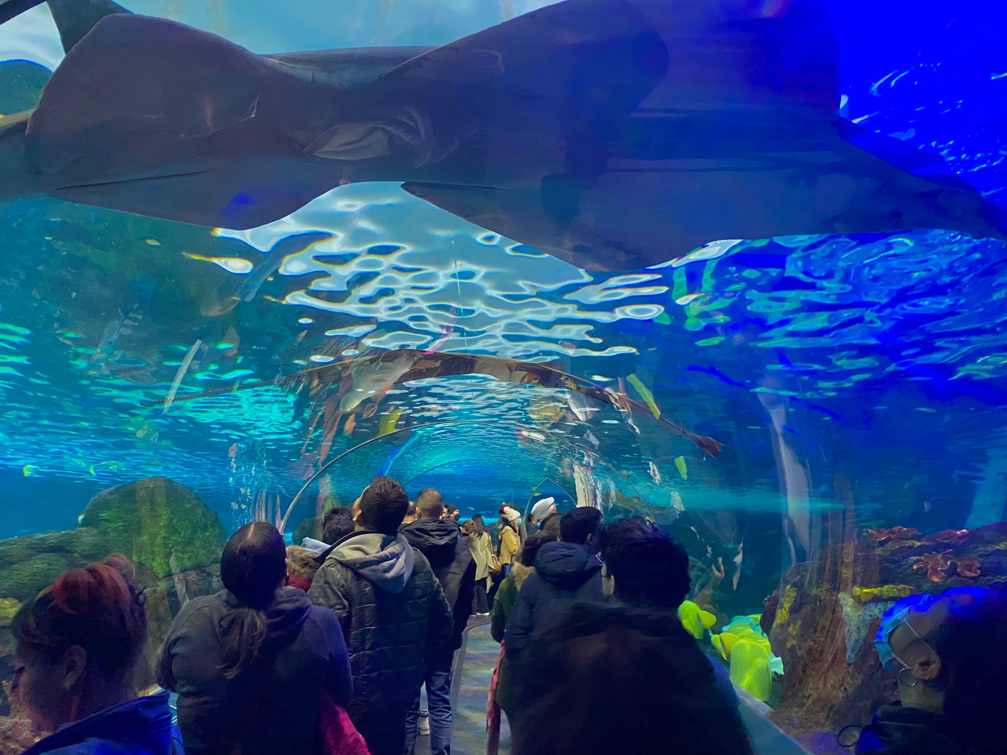JSED_Jumpstreet Student Tours to Toronto_Ripley Aquarium of Canada