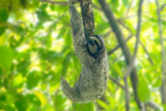 mammal-4953158_640-min mammal-4953158_640-min
