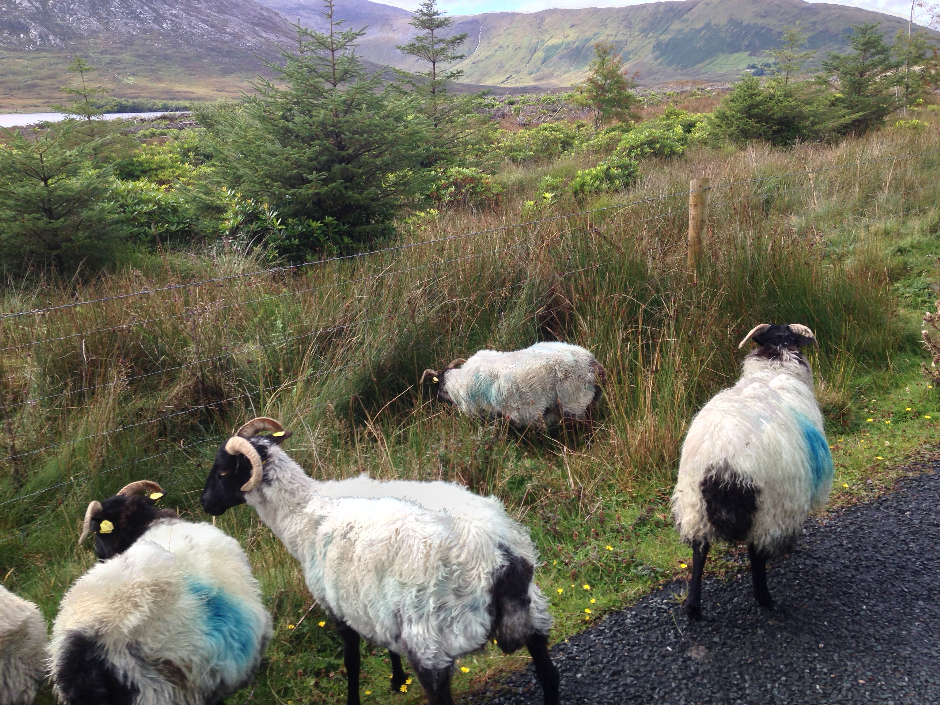 Sheep on a road of Ireland
